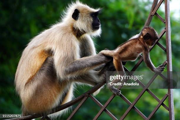 Langur monkey and a baby monkey is seen at the Deer park in Pushkar, Rajasthan, India on July 8, 2023.