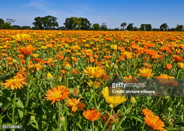 July 2023, Brandenburg, Wilhelmsaue: A field full of blooming marigolds shines in the morning sun near the small village of Wilhelmsaue in the...