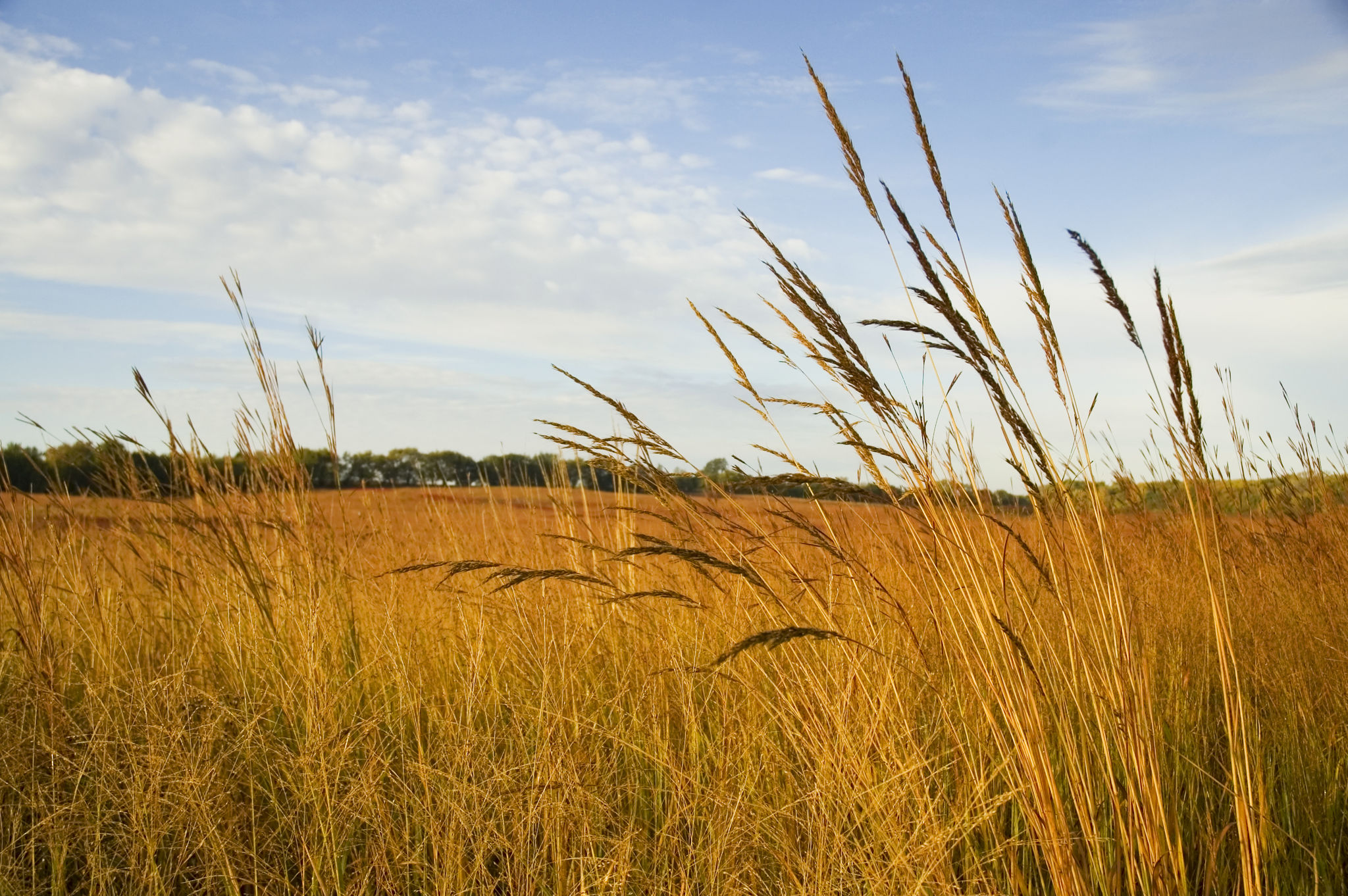 native grass