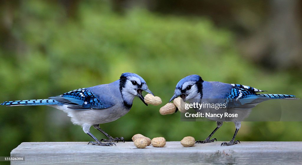 Bluejay pair with peanuts