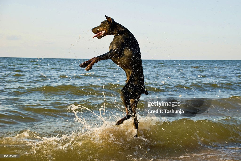 Standing dog in water