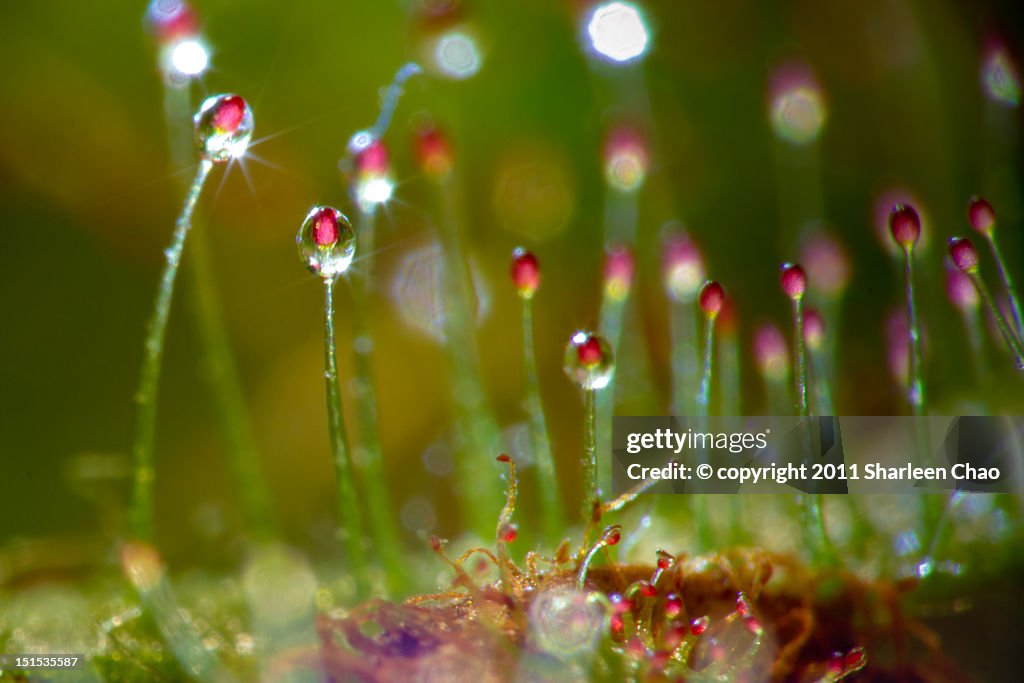 Sundew flare