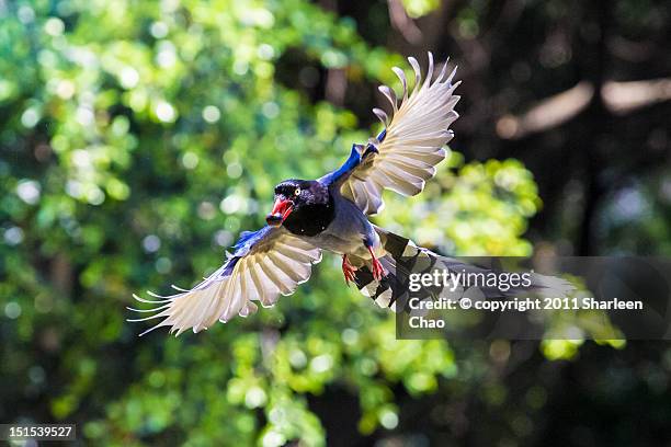 Wing Chao Photos and Premium High Res Pictures Getty Images