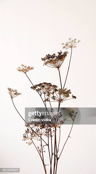 dry hogweed blumen - vertrocknet stock-fotos und bilder