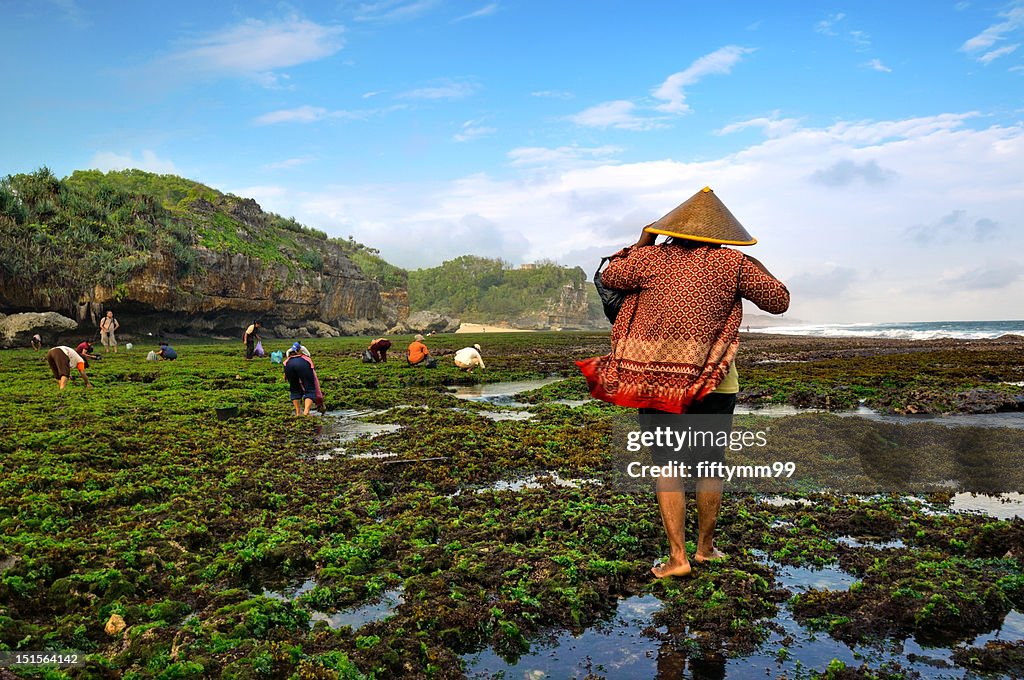 Java Indonesia - Bard beach