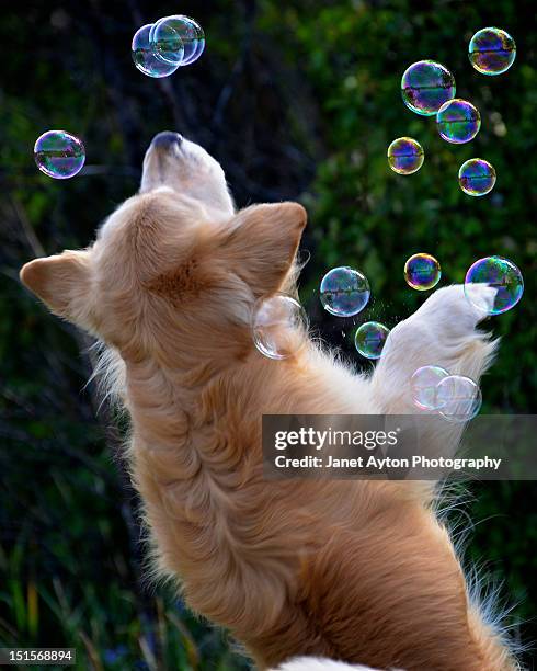 golden retriever flying in air - grande prairie alberta photos et images de collection