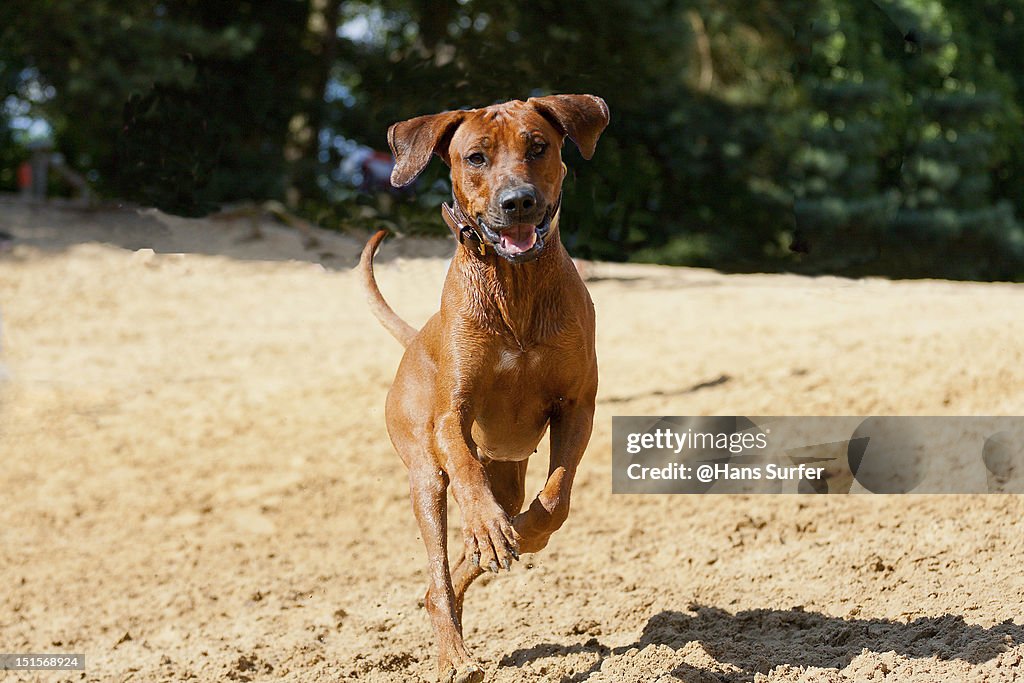 Walking Rhodesian Ridgeback Rhodesian Ridgeback Walking On Two Legs High-Res Stock Photo - Getty Images
