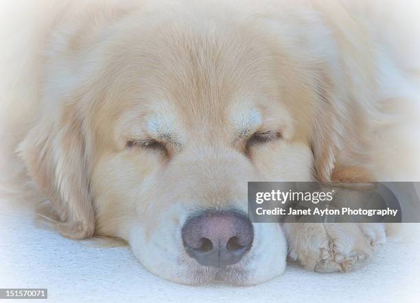 exhausted golden retriever asleep - grande prairie alberta photos et images de collection