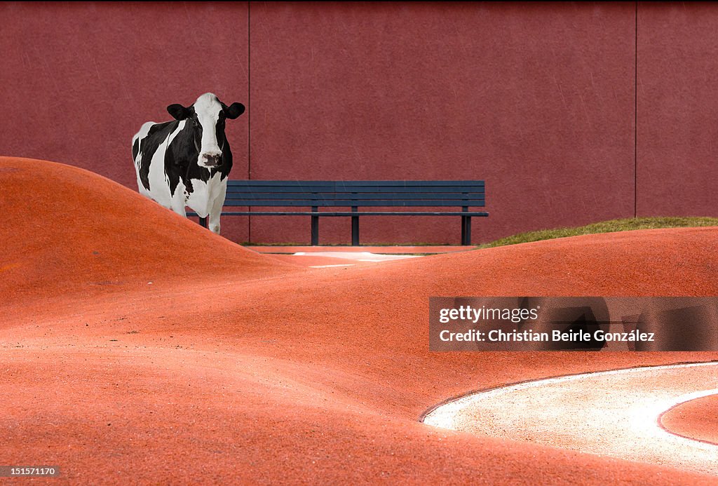 Cow and empty bench