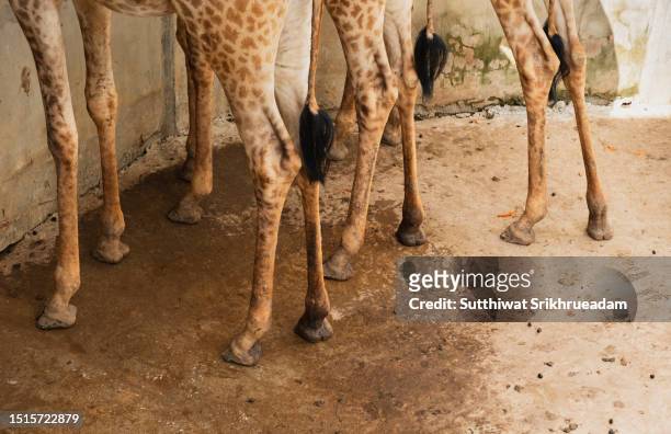 low section of giraffe in zoo - achterpoot stockfoto's en -beelden
