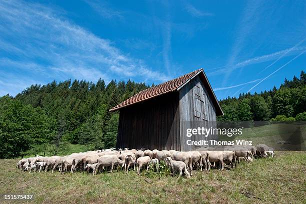 sheep - surrounding stock pictures, royalty-free photos & images
