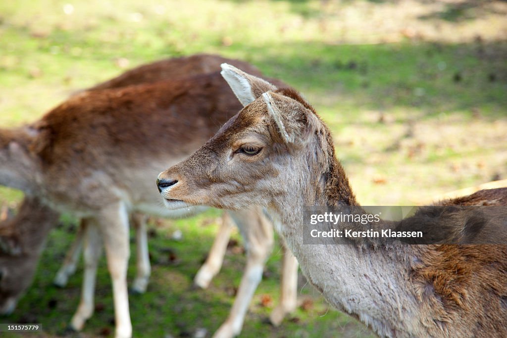 Roe deers in wilderness