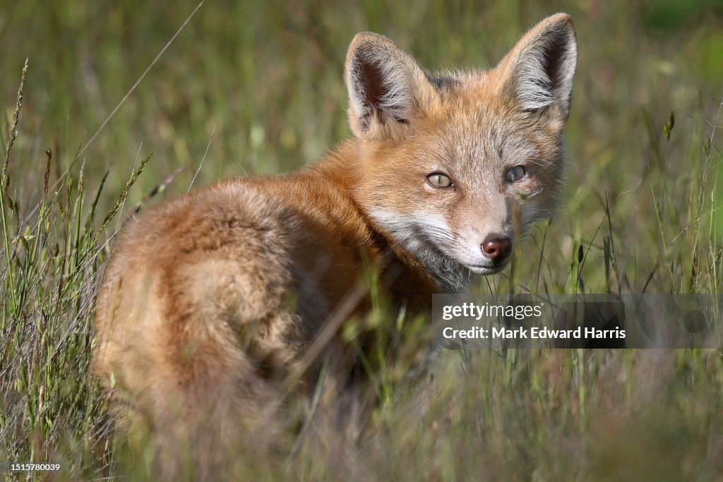 Fox, San Juan Island, Washington State