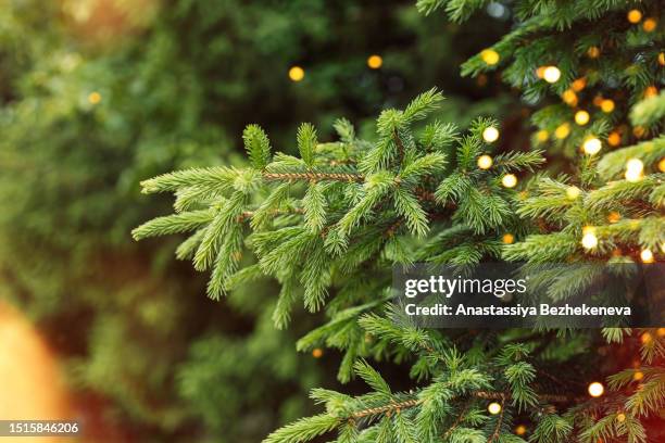 green branches of a christmas tree close-up with lights from garlands - pinetree garden seeds stock pictures, royalty-free photos & images