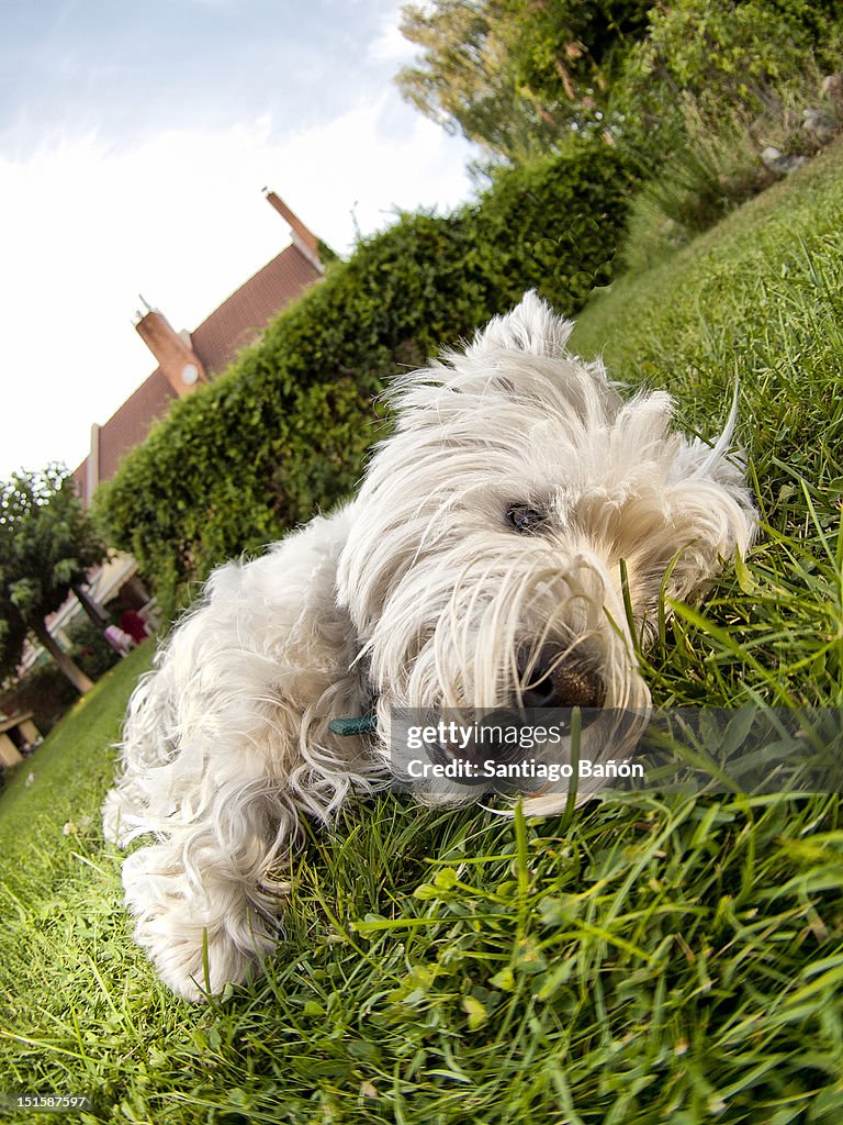 West highland terrier lying on grass