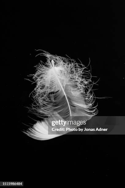 white feather - feather floating stock pictures, royalty-free photos & images