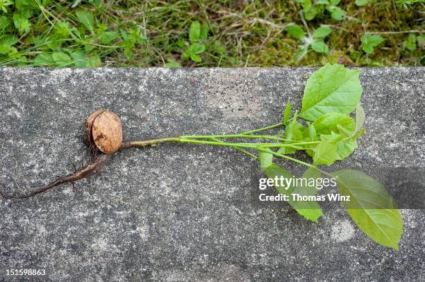 Sprouting Walnuts Walnut Sprout Photos and Premium High Res Pictures - Getty Images