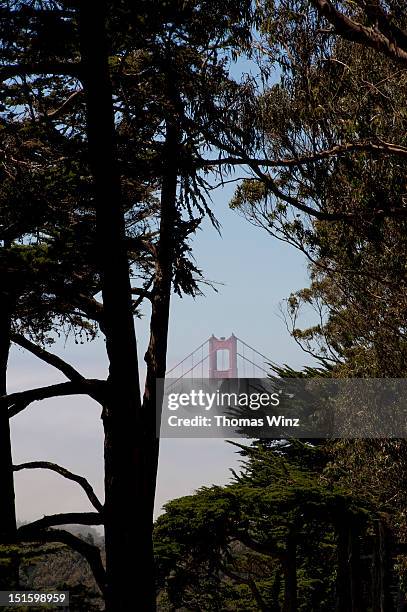 park presidio and golden gate bridge - presidio stock-fotos und bilder