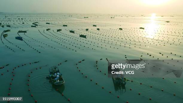 Aerial view of fishermen paddling fishing boats to feed abalone at Xunshan Marine Ranch on July 5, 2023 in Rongcheng, Shandong Province of China.