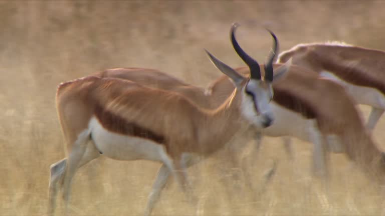 Springbok Walk 64 Springbok Northern Cape Stock Videos, Footage, & 4K Video Clips ...