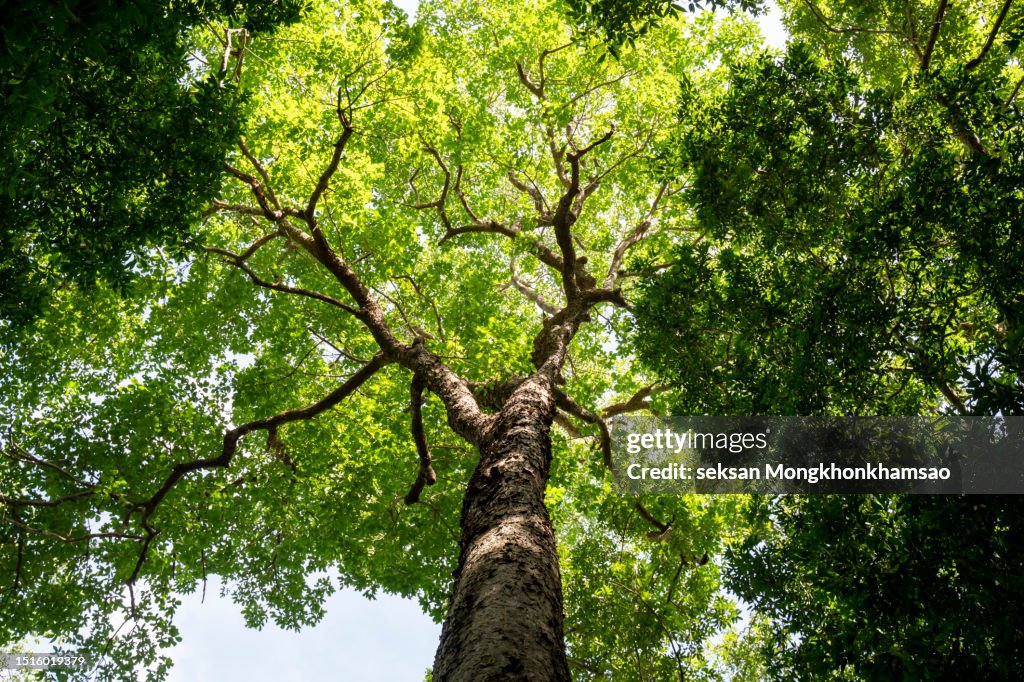 View looking up into lush green branches of large tree and tall Green Tree in Spring.