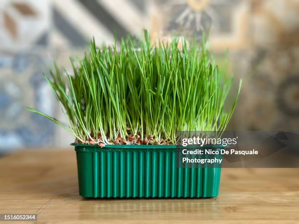 catnip plant - kweekgras stockfoto's en -beelden