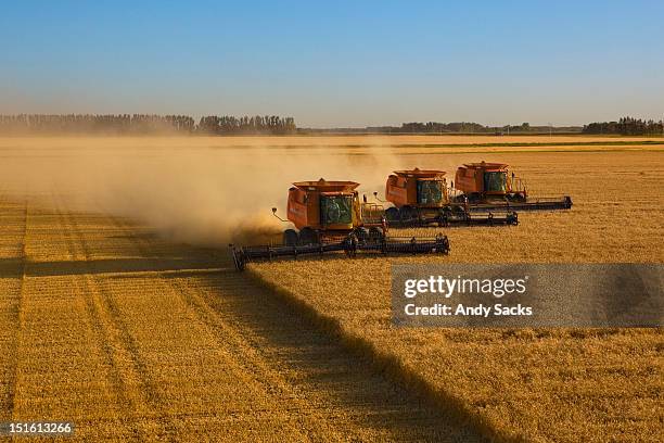large scale wheat harvest operation - grano foto e immagini stock