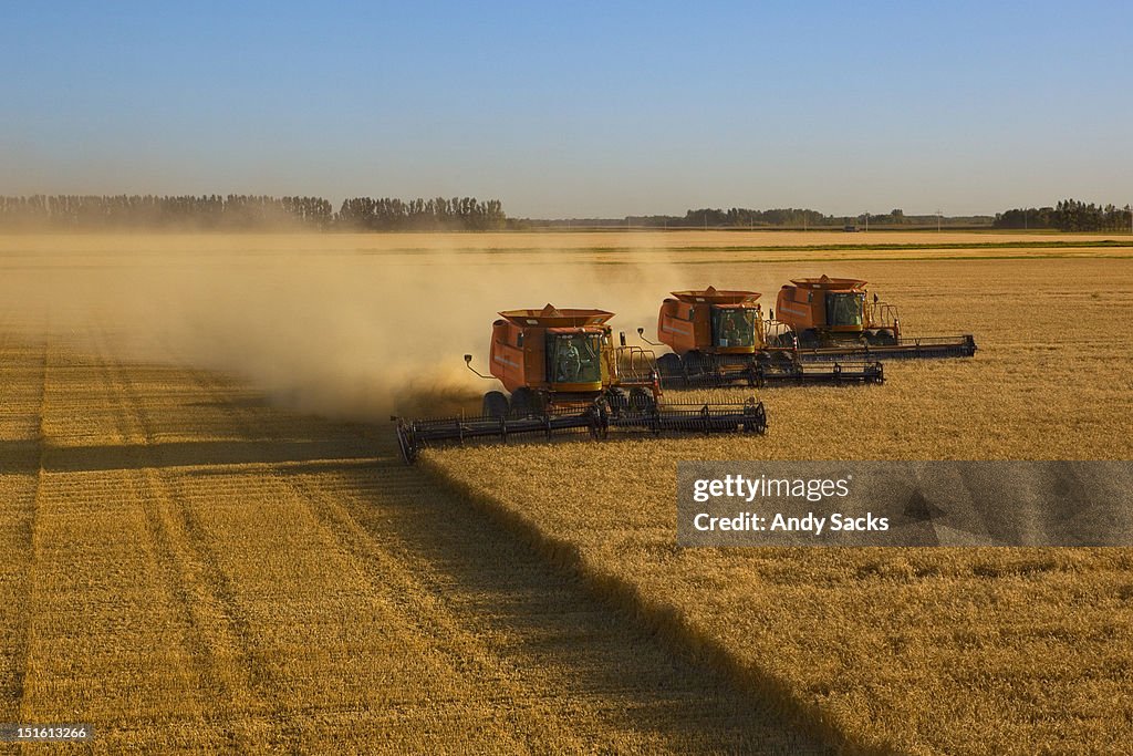 Large scale wheat harvest operation