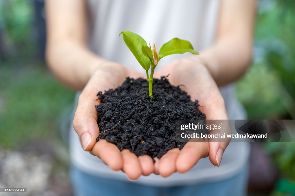 Female gardener holding a sapling with soil