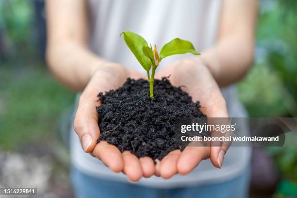 female gardener holding a sapling with soil - sapling stock pictures, royalty-free photos & images