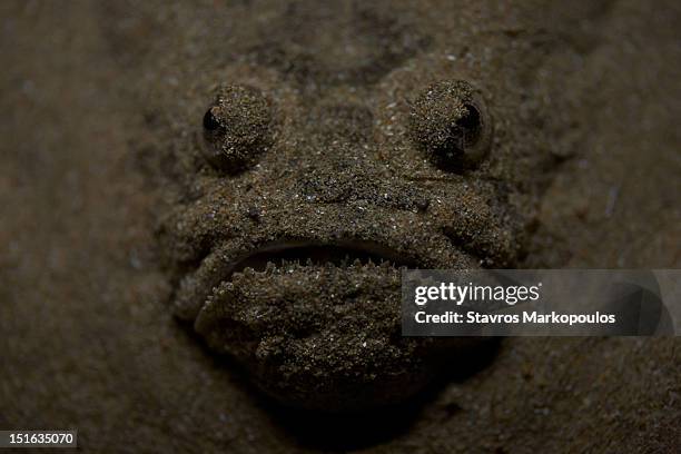 face in sand - stargazer fish stock pictures, royalty-free photos & images