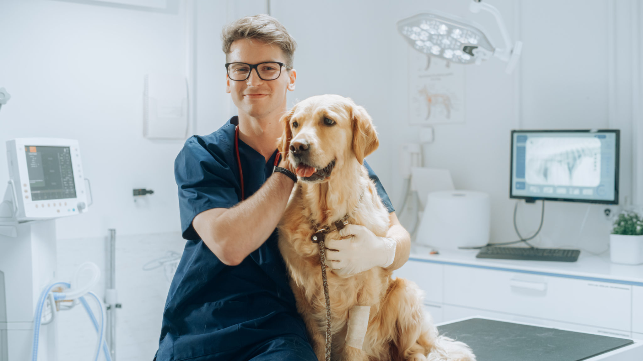 professional service pets