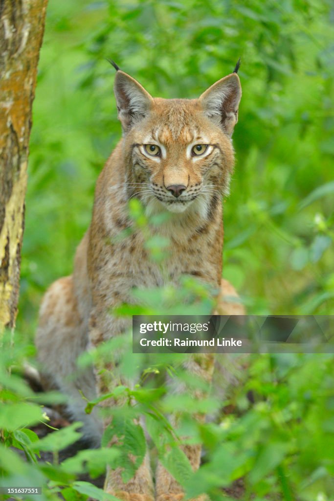 Lynx