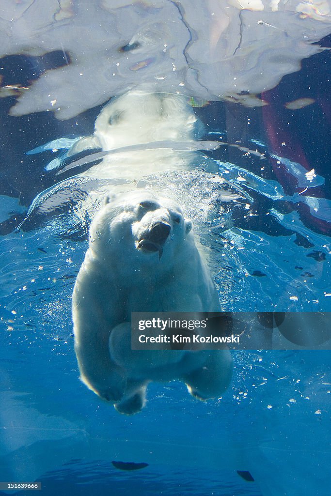 Polar bear swimming