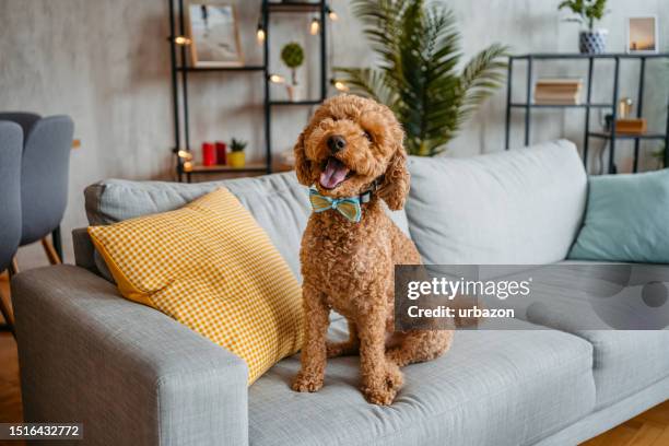 cute poodle sitting on the sofa - labradoodle stock pictures, royalty-free photos & images