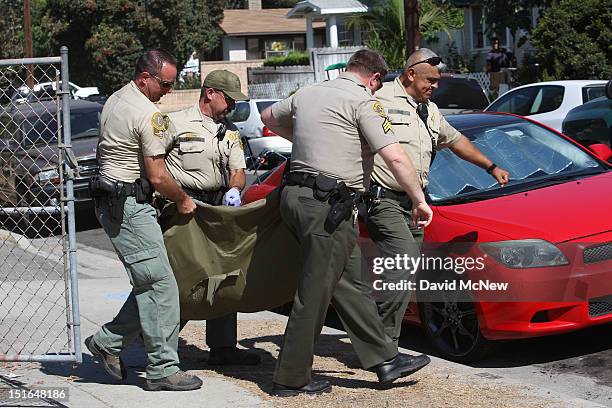 California Department of Fish and Game wardens and a Los Angeles County Sheriffs deputy carry a tranquilized adult black bear to a truck in a...