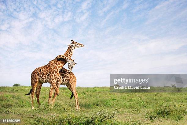 Giraffe embrace