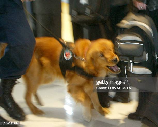 Sniffer dog trained to track counterfeit currency is seen in the airport in Bogota, Colombia 05 March 2003. Un perro detecta dólares falsos en una...