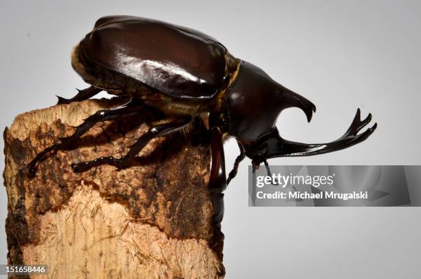 kabuto mushi - allomyrina dichotoma stockfoto's en -beelden