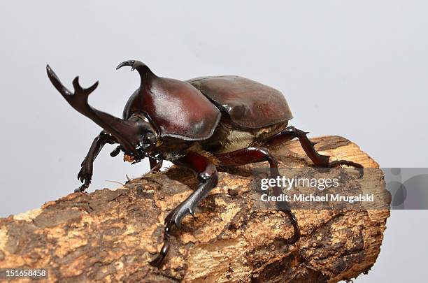 Mashi Insect 153 Mushi Stock Photos, High-Res Pictures, and Images - Getty Images