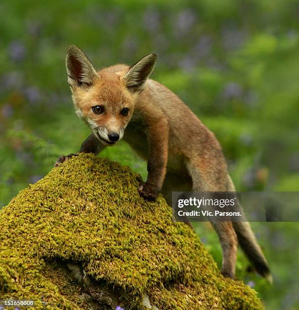 fox cub - bluebell woods imagens e fotografias de stock