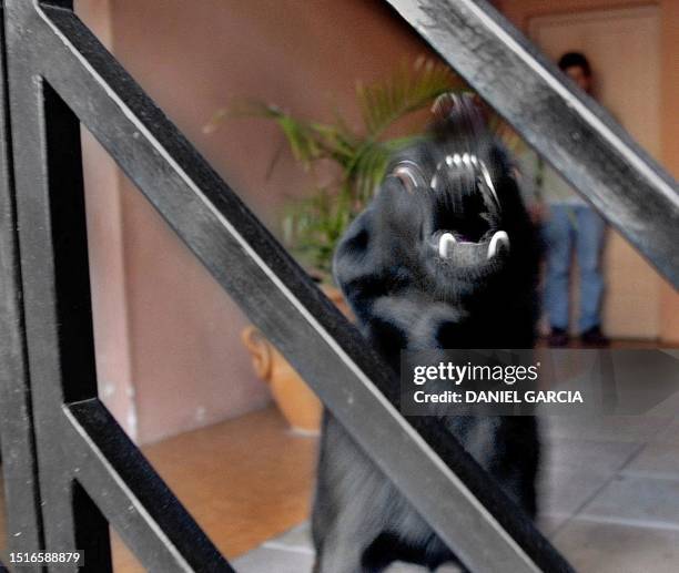 Dog barks as the photographer approaches the gate of a private home in Buenos Aires 04 September, 2002. Iron gates and dogs have become the prime...