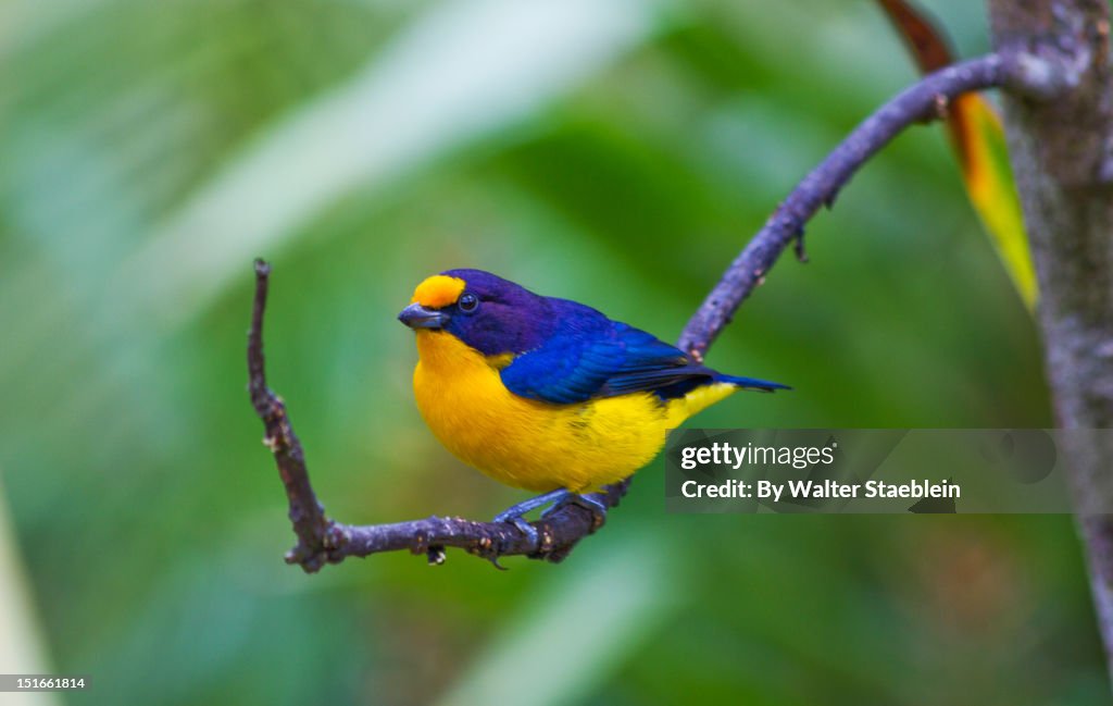 Violaceous Euphonia