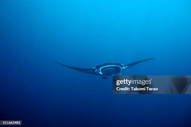manta ray - マンタ ストックフォトと画像