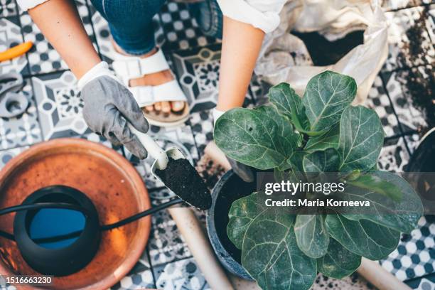 woman gardening and repotting plant at the backyard. - shifting cultivation stock-fotos und bilder