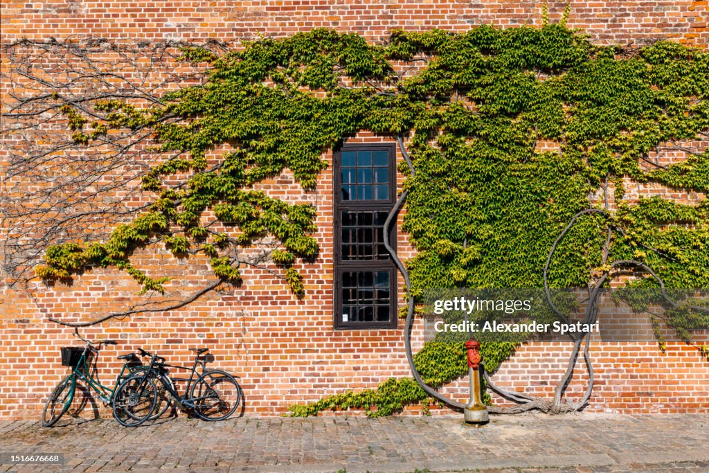 Brick wall covered with ivy and bikes standing nearby, Copenhagen, Denmark
