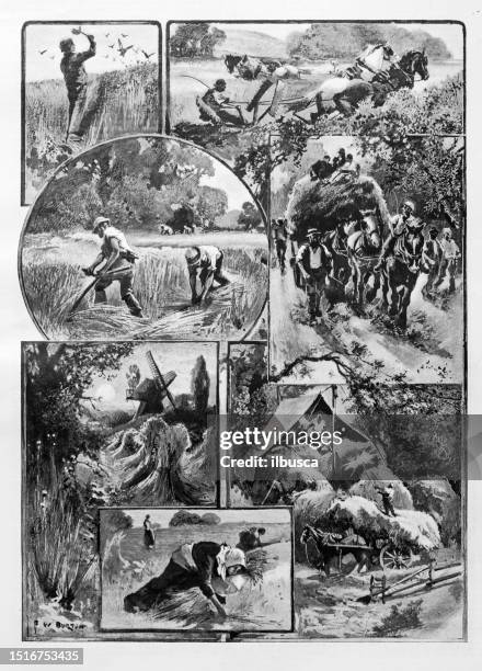 antique image from british magazine: harvesting - agricultural field photos stock illustrations