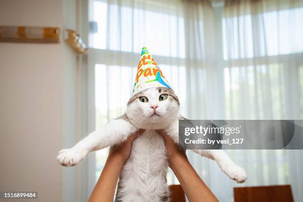 funny portrait of a birthday cat - lustige katzen stock-fotos und bilder