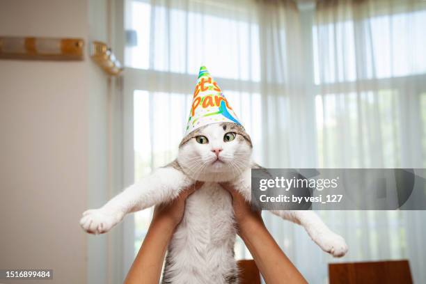 funny portrait of a birthday cat - cat funny stock-fotos und bilder