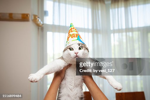 Funny portrait of a birthday cat